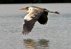 Heron at Sandoval
                      Lake