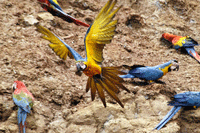 Macaws
                      in Tambopata reservation