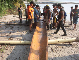 Pequepeque / Peque-Peque, Ausgangsstamm