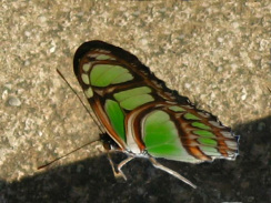 Schmetterling am Amazonas