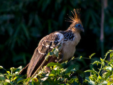 Hoatzin bird
