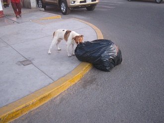 Perro con basura