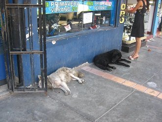 Dos perros en el sol
                                    dormitando